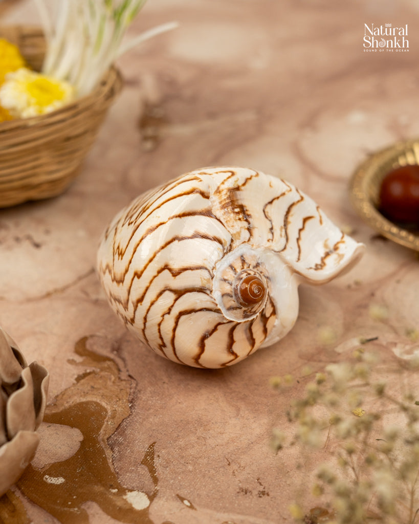 メロメロ(Melo melo)の貝殻だそうです。約15cm Melo Melo - Home Decor and Gifting Shell – Natural Shankh