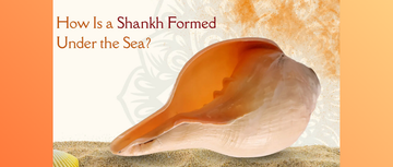 How Is a Shankh Formed Under the Sea? Real Science Behind the Sacred Shell