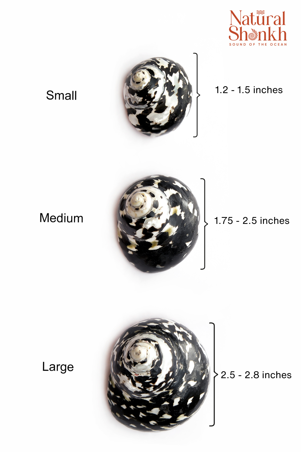 Natural Black Moti (Pair) - For Statement Decor and Gifting
