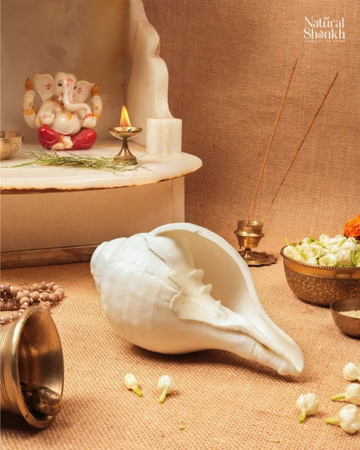 Vishnu Shankh (Natural White) - Small Sizes (Sharp and Loud Sound)
