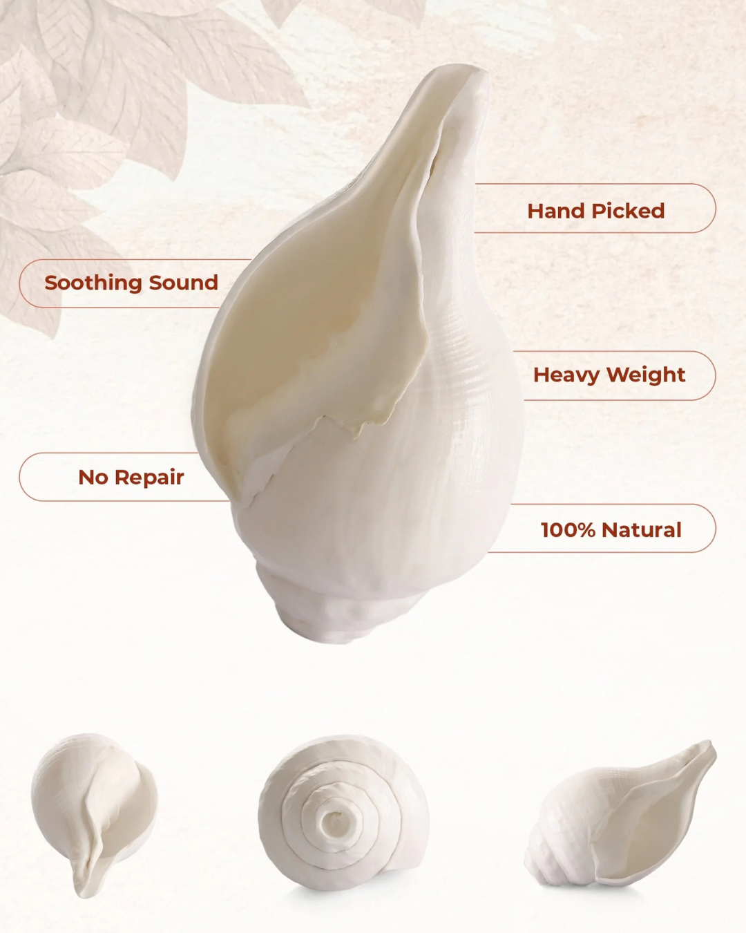 Vishnu Shankh (Natural White) - Small Sizes (Sharp and Loud Sound)