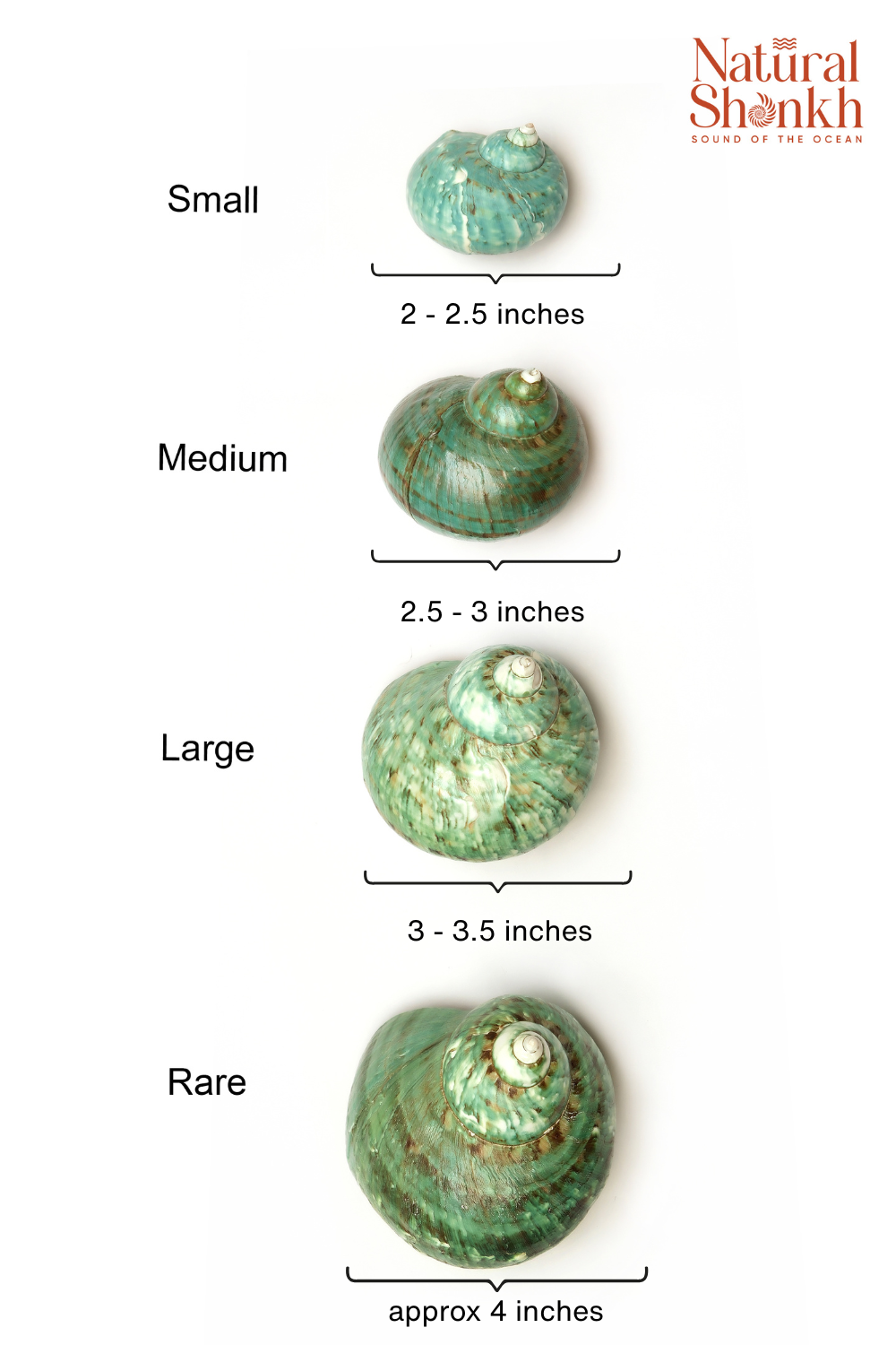 Green Moti Shankh -For Vastu and Vintage Decor