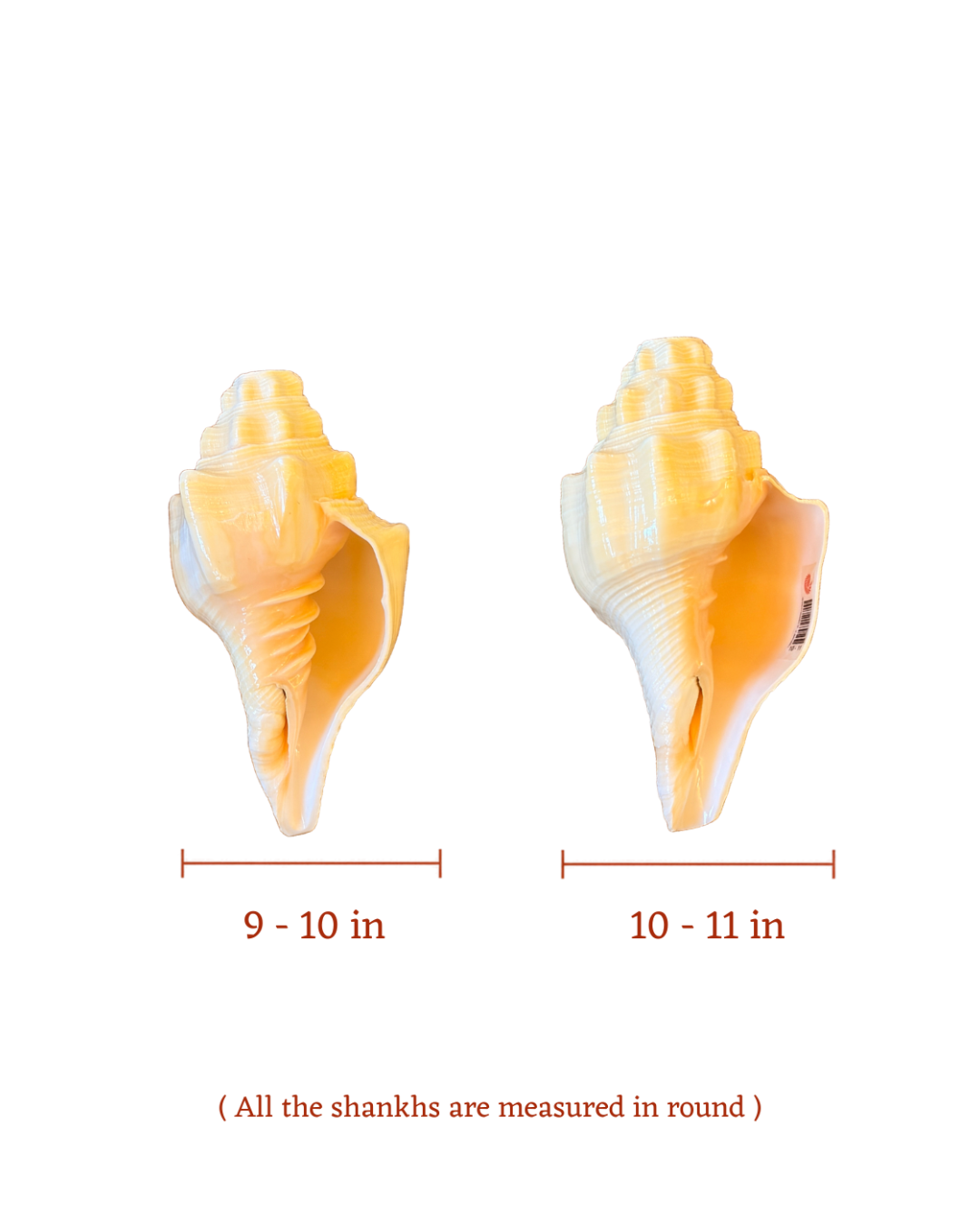 Vishnu Vahan Garuda (Dev-Dutt Shankh) - Small Sizes (Sharp and Loud Sound)