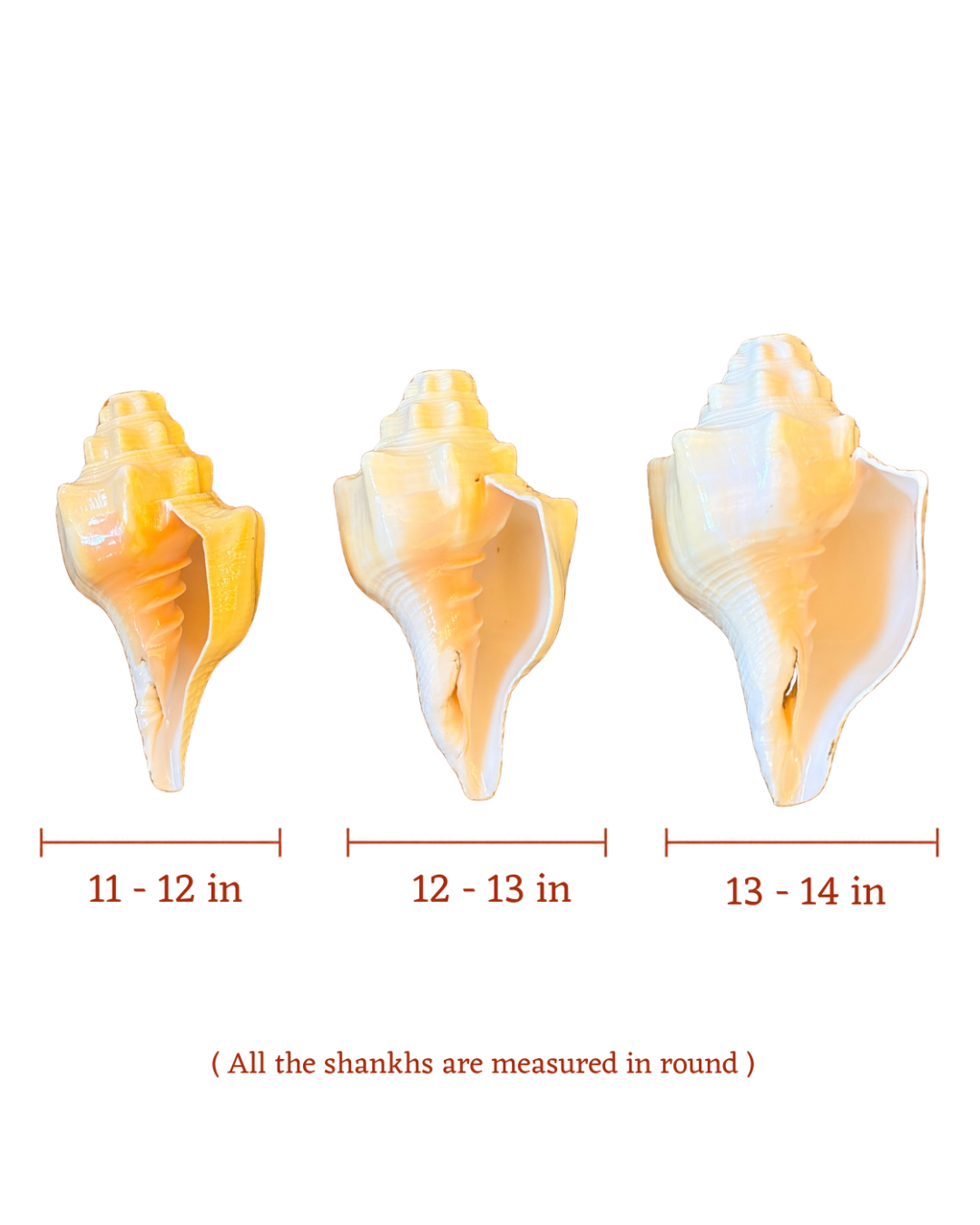 Vishnu Vahan Garuda (Dev-Dutt Shankh) - Medium Sizes (Loud and Resonant Sound)