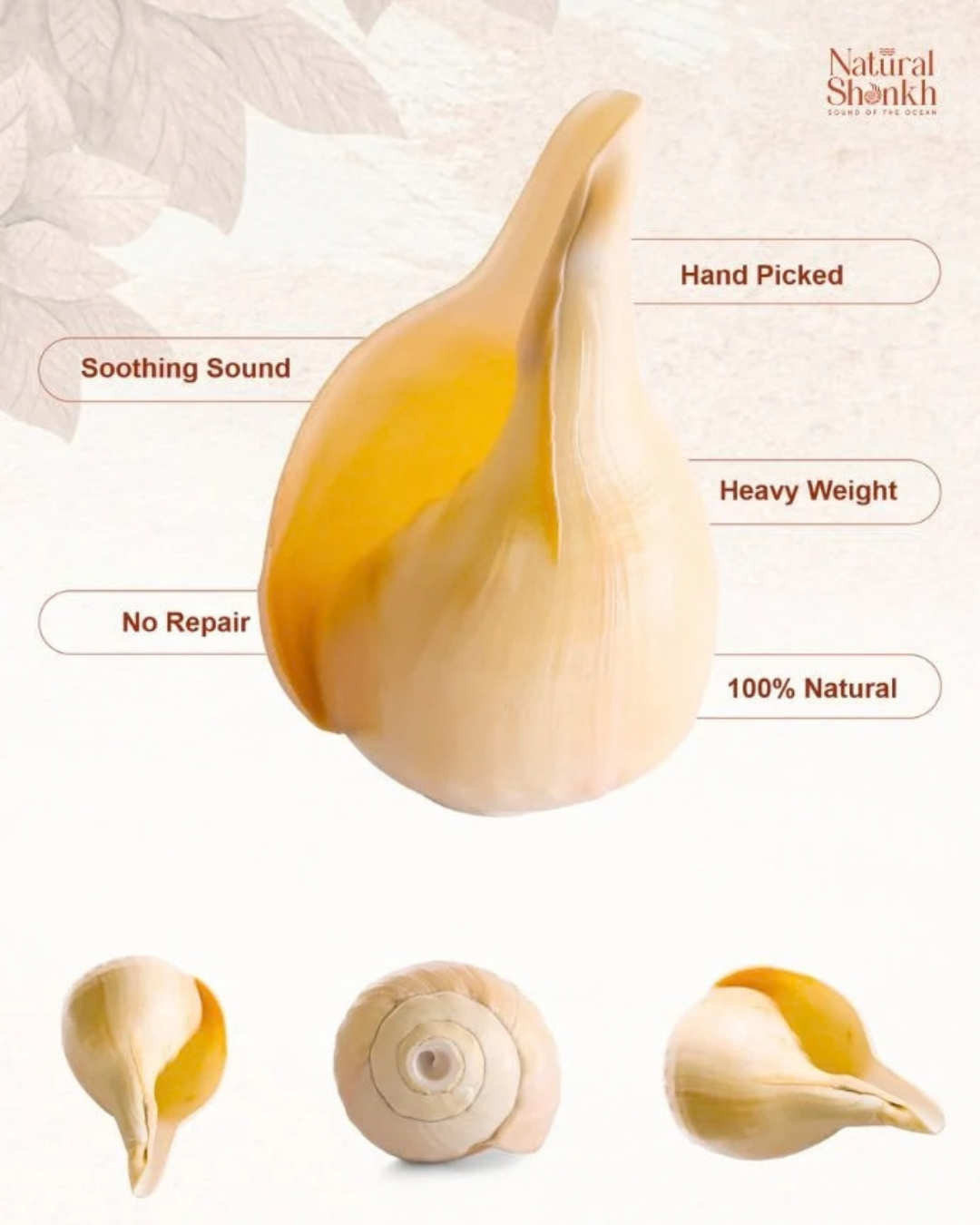 Natural Padam Shankh - Medium Sizes (Loud and Soothing Sound)