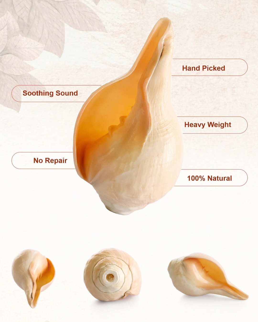Vishnu Shankh (Natural Peach) - Small Sizes (Sharp and Loud Sound)