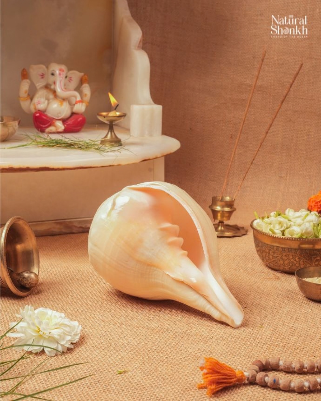 Natural Padam Shankh - Medium Sizes (Loud and Soothing Sound)