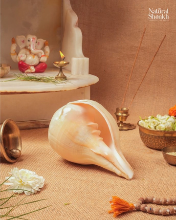 Natural Padam Shankh - Medium Sizes (Loud and Soothing Sound)