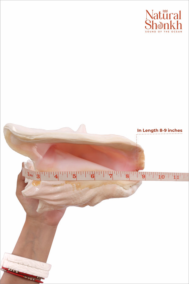 Annapurna Pink Conch Medium