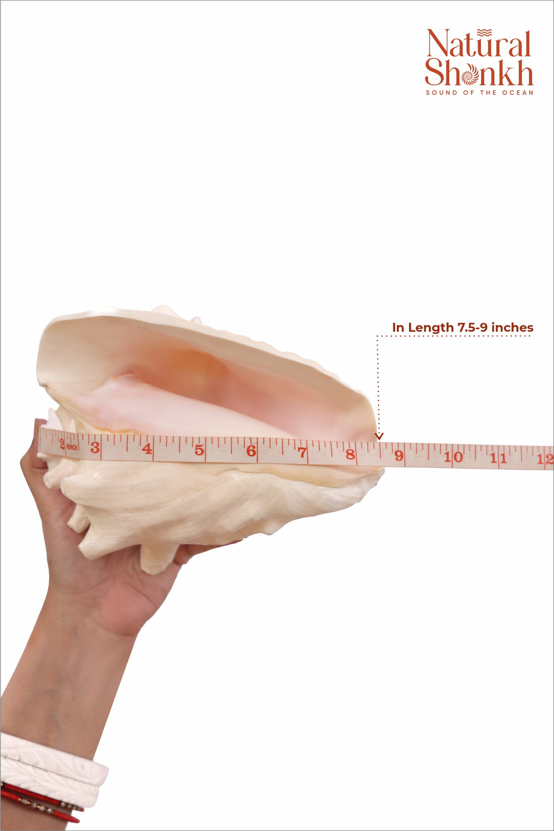 Annapurna Pink Conch (Small)