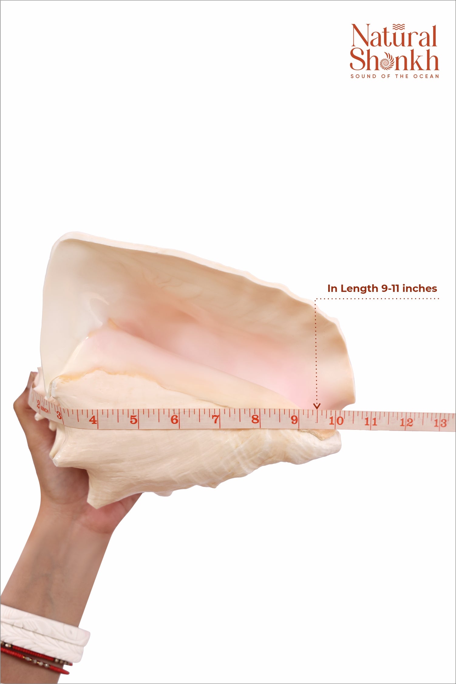 Annapurna Pink Conch (Large)