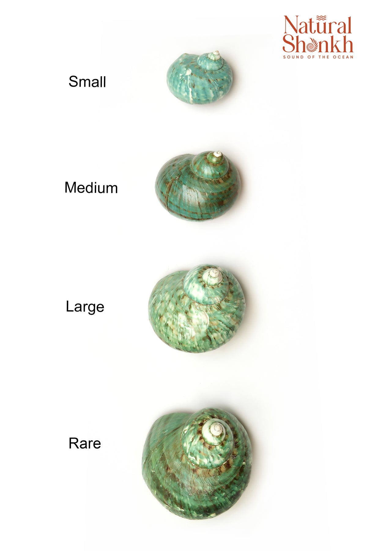 Green Moti Shankh