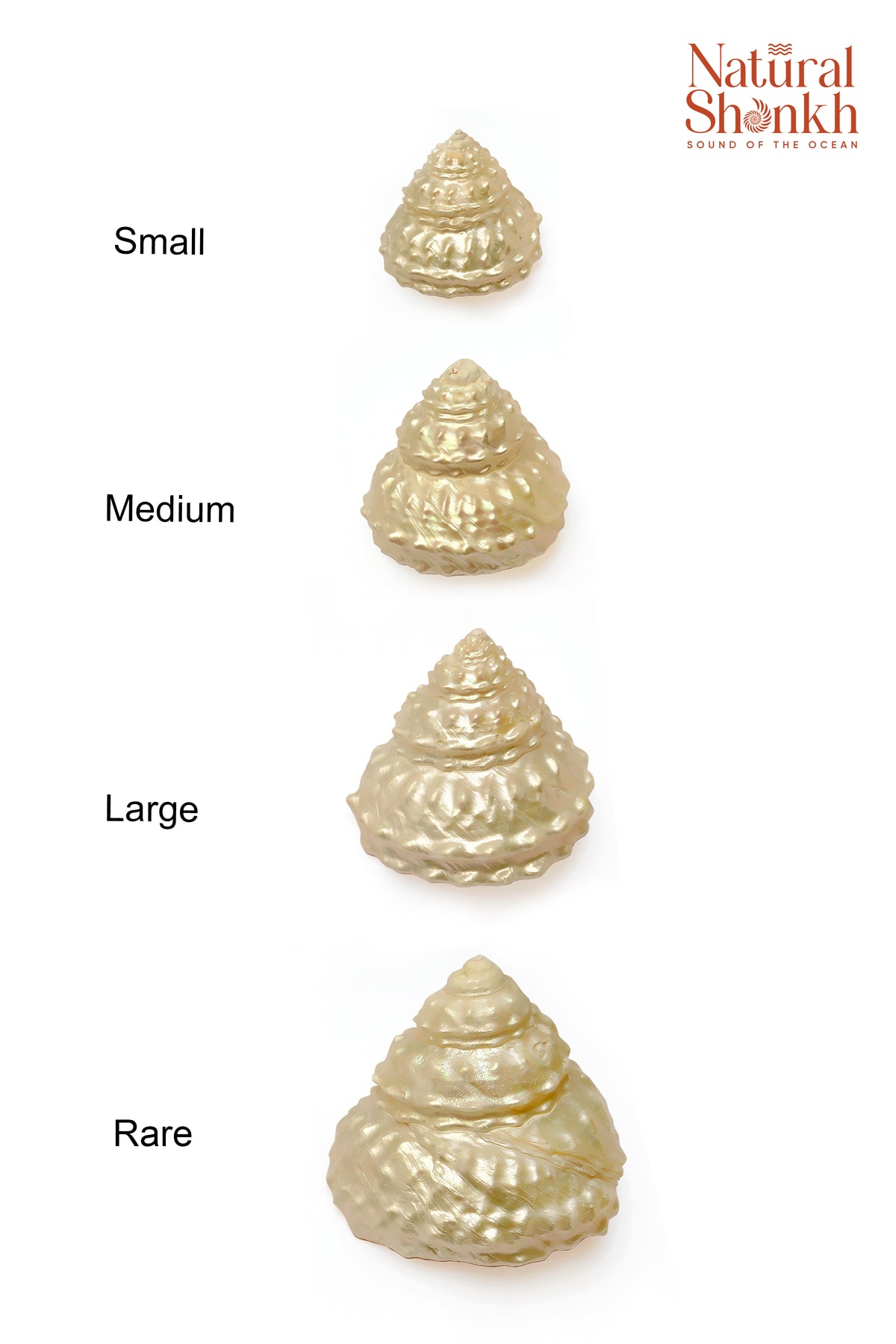 Natural Moti Shankh - For Lakshmi Puja and Prosperity