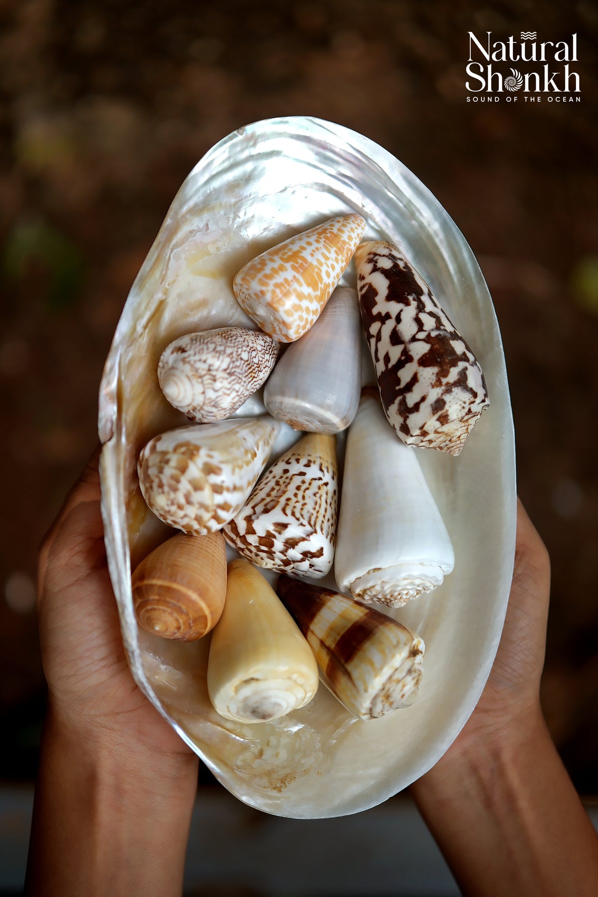 Rare Cone Shell Set - For Vastu and Decor (10 Pcs)