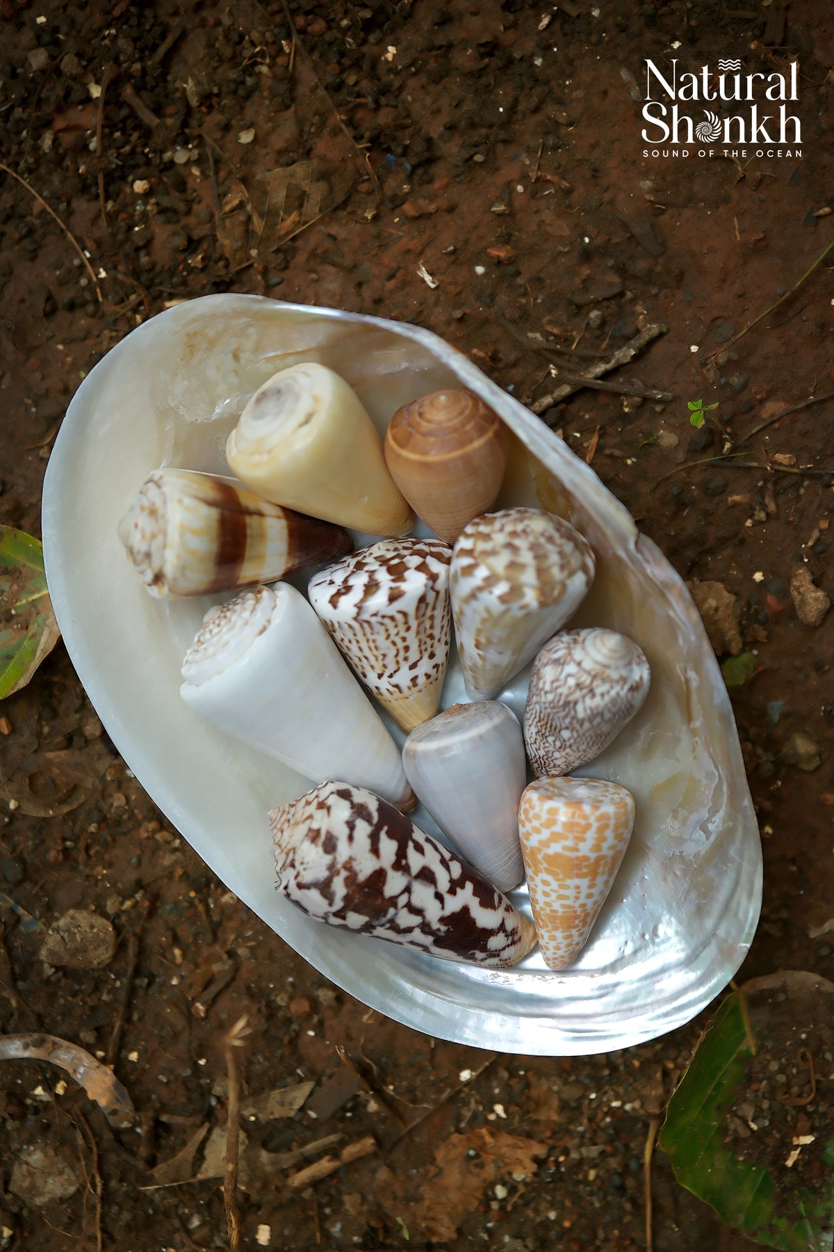 Rare Cone Shell Set - For Vastu and Decor (10 Pcs)