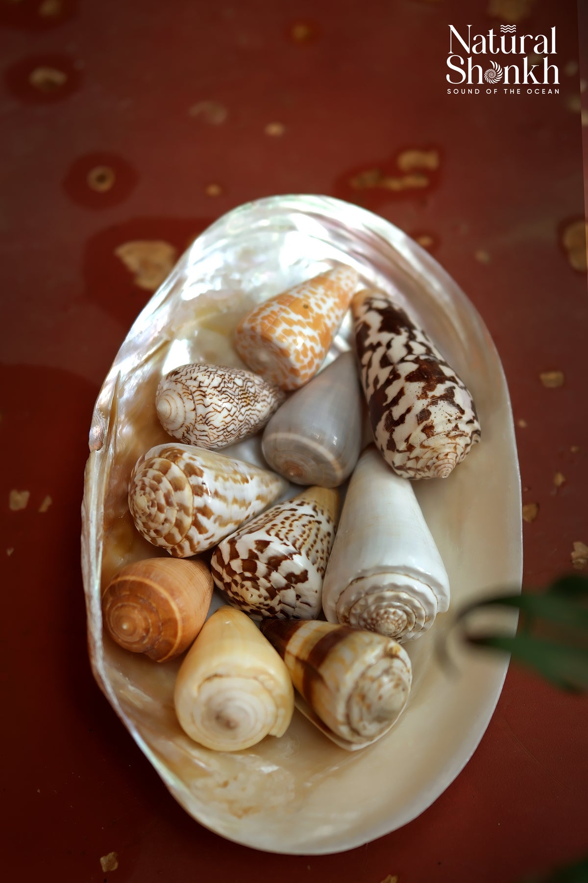 Rare Cone Shell Set - For Vastu and Decor (10 Pcs)