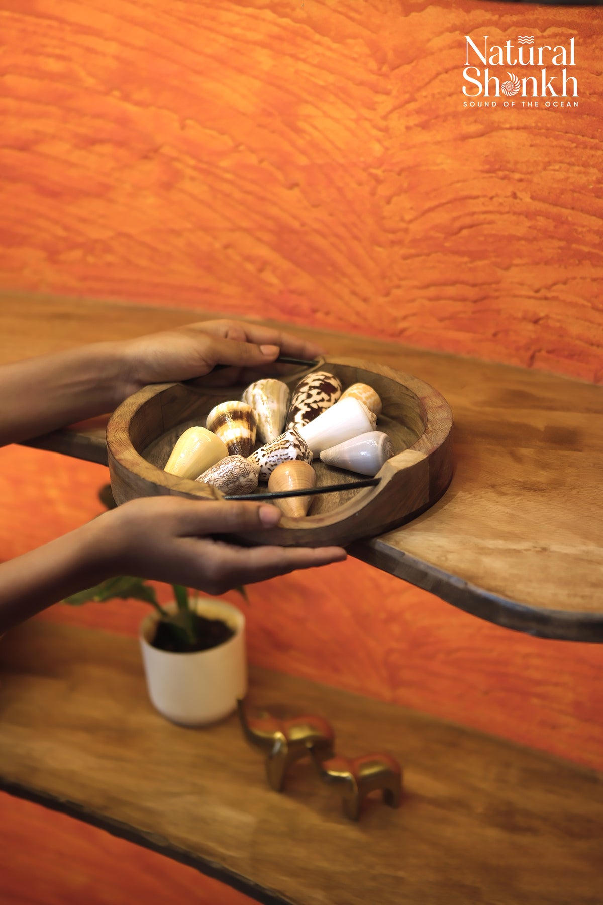 Rare Cone Shell Set - For Vastu and Decor (10 Pcs)