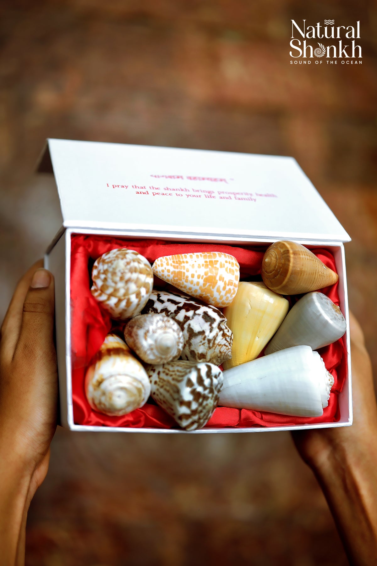 Rare Cone Shell Set - For Vastu and Decor (10 Pcs)