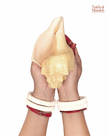 Devdatt Shankh 11-12 inch
