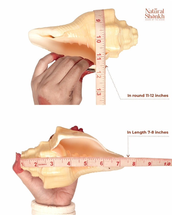 Devdatt Shankh 11-12 inch