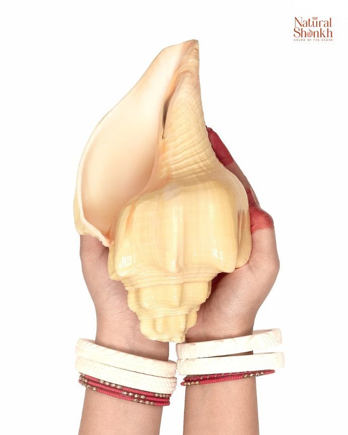 Devdatt Shankh 14-15 inch