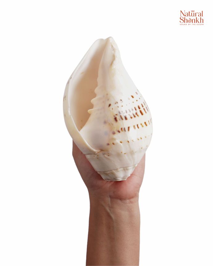 Gauri Shankh 9-10 inch in hand