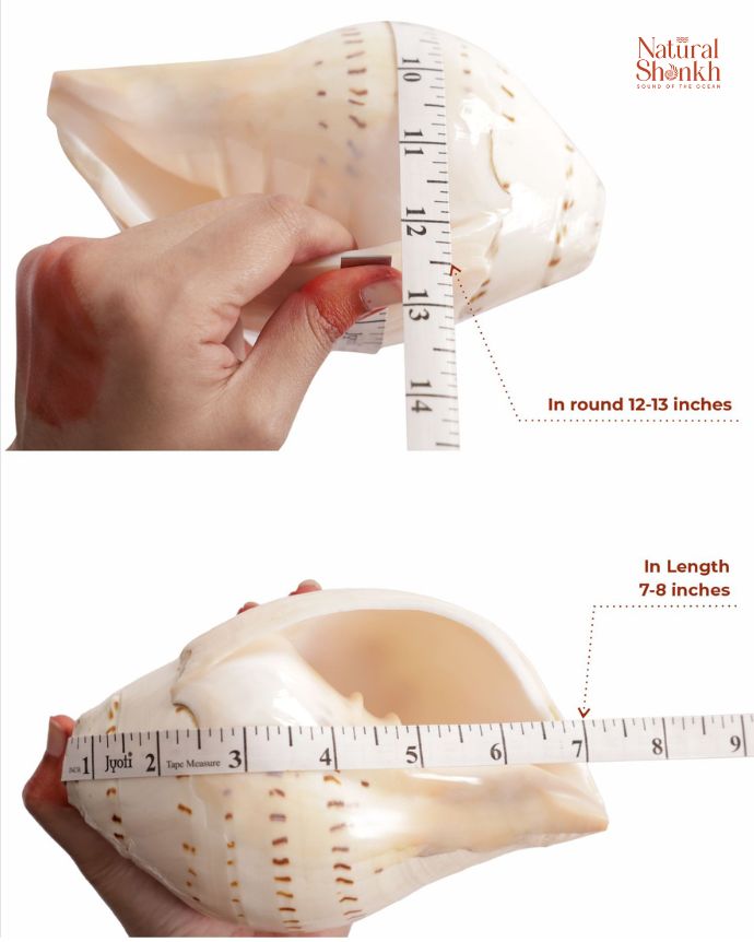 Gauri Shankh 12-13" in Round