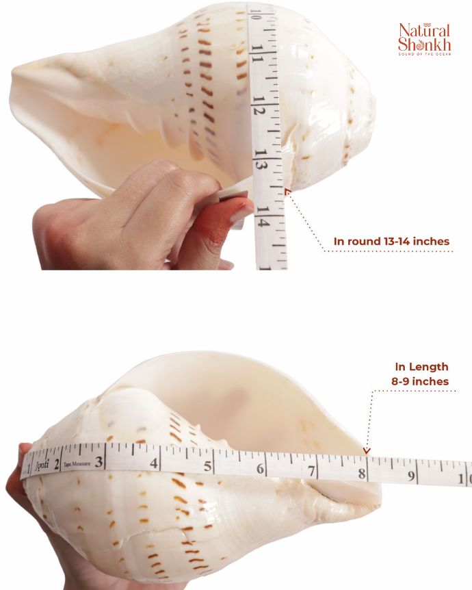 Gauri Shankh 13-14" in Round