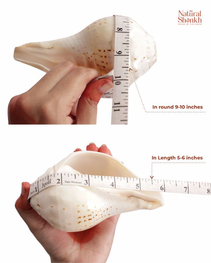 Gauri Shankh 9-10 inch in hand
