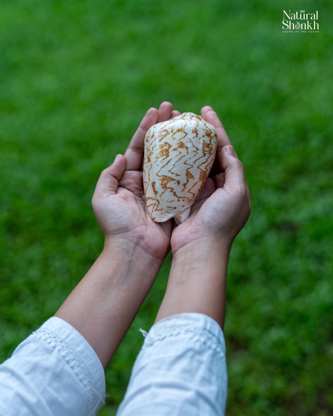 Melo Melo - Home Decor and Gifting Shell – Natural Shankh