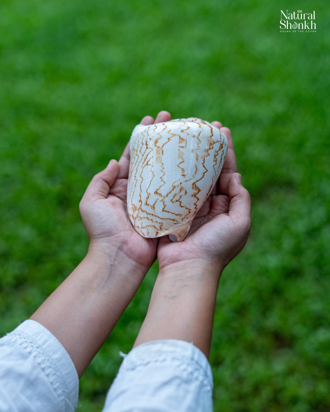 メロメロ(Melo melo)の貝殻だそうです。約15cm Melo Melo - Home Decor and Gifting Shell – Natural Shankh