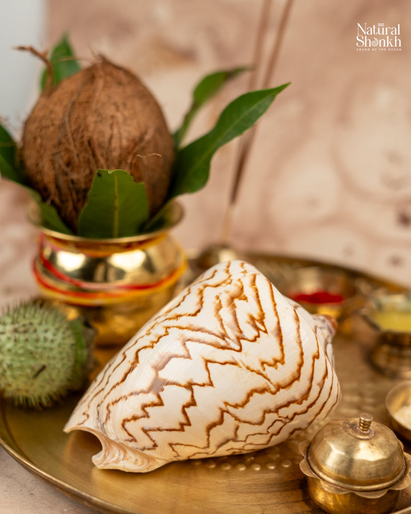 Melo Melo - Home Decor and Gifting Shell – Natural Shankh