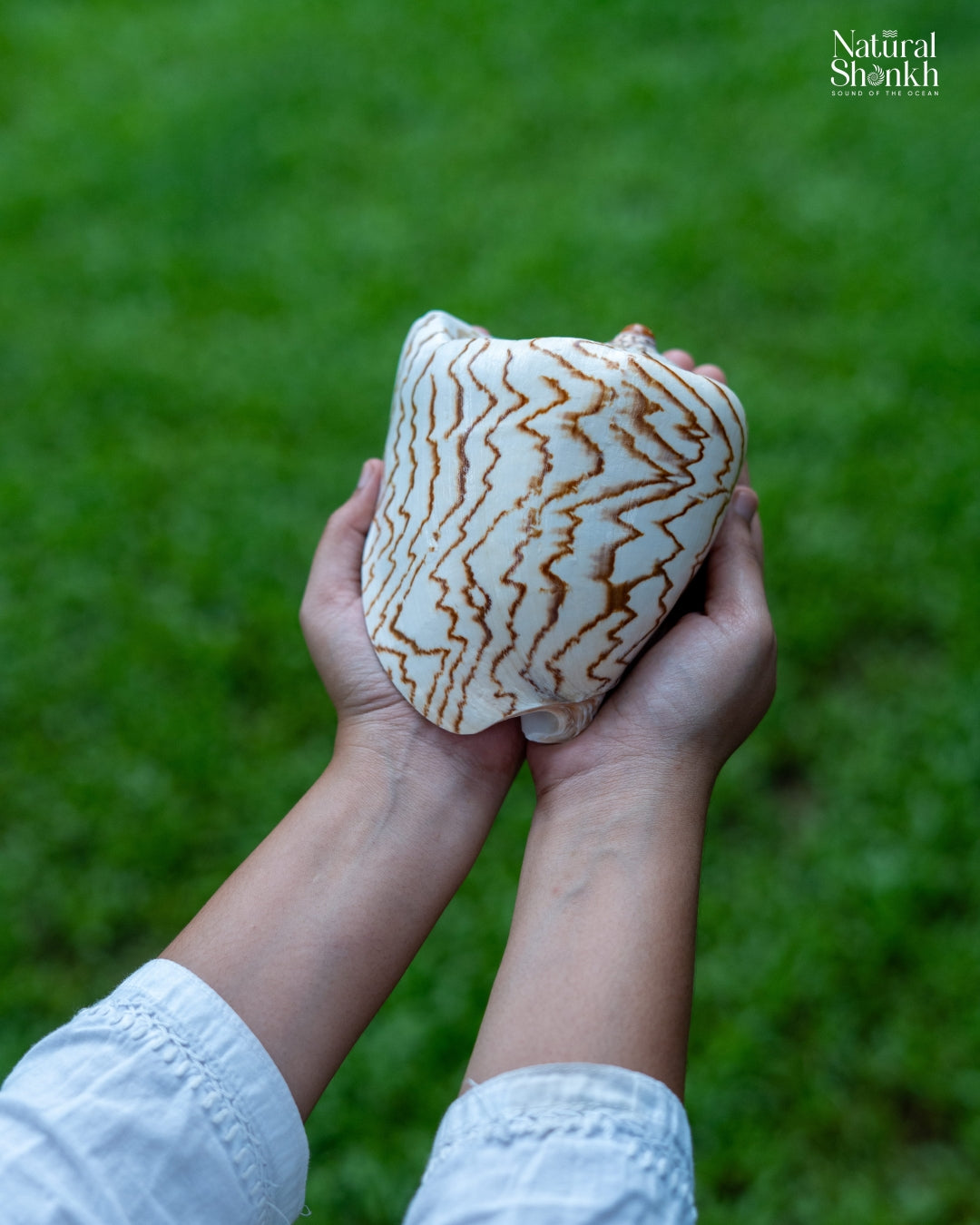 Melo Melo - Home Decor and Gifting Shell – Natural Shankh