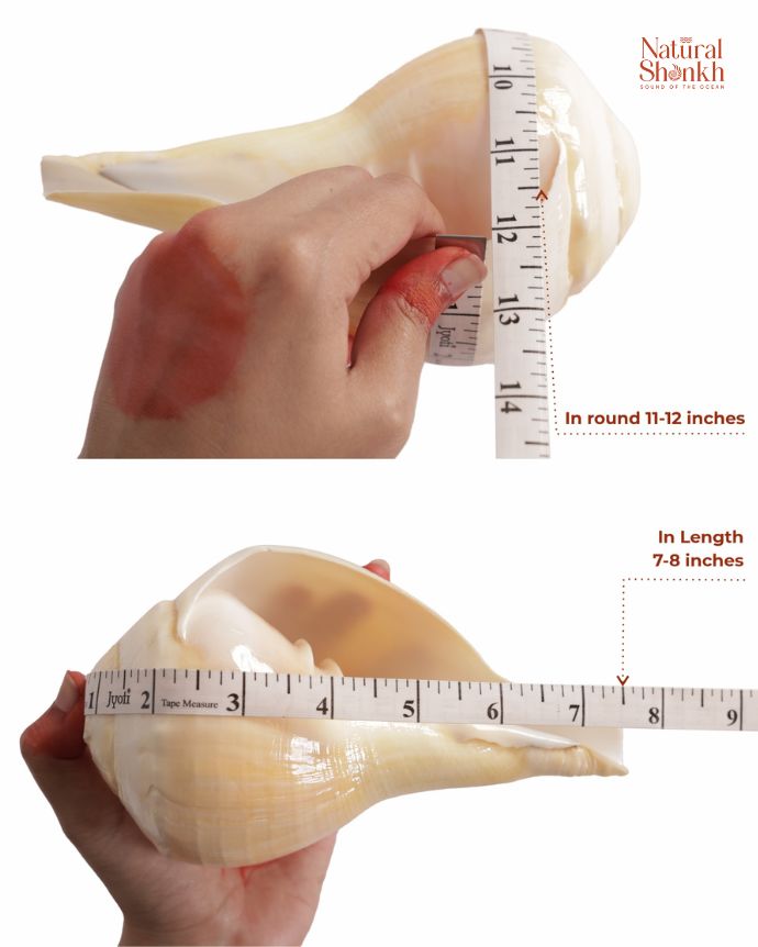 Padam 11-12 inch length