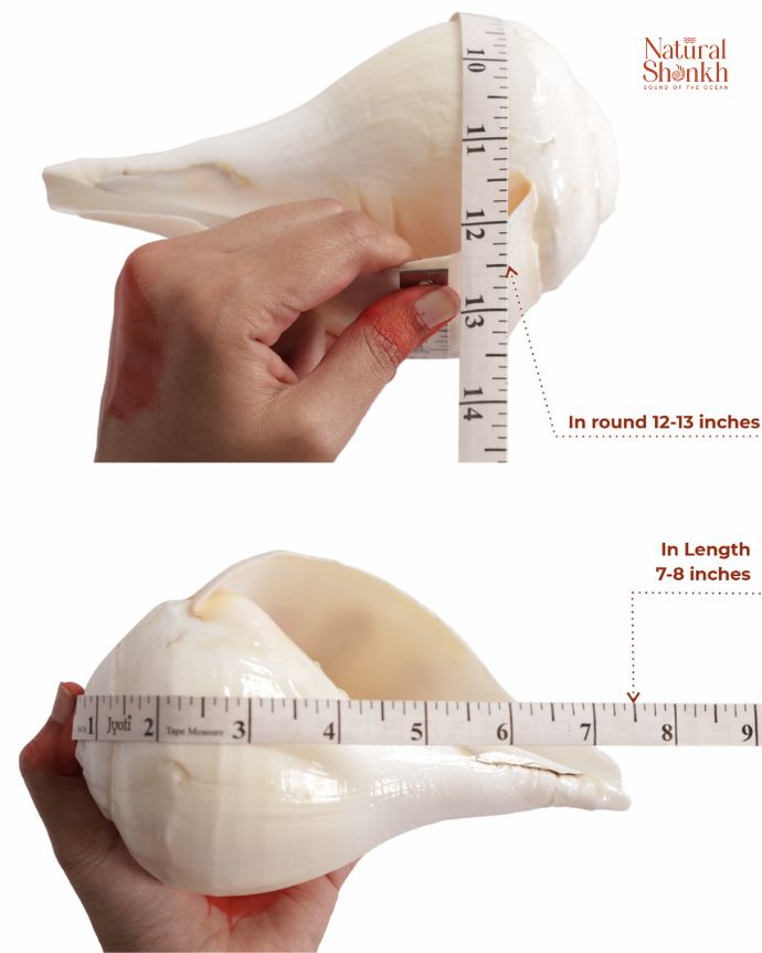 Padam 12-13 inch length