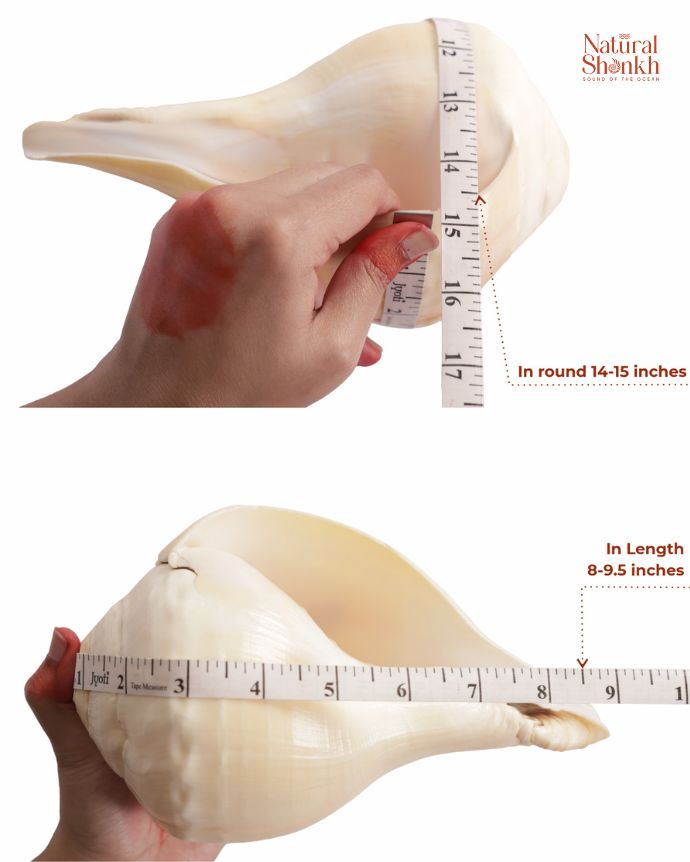 Padam 14-15 inch in length
