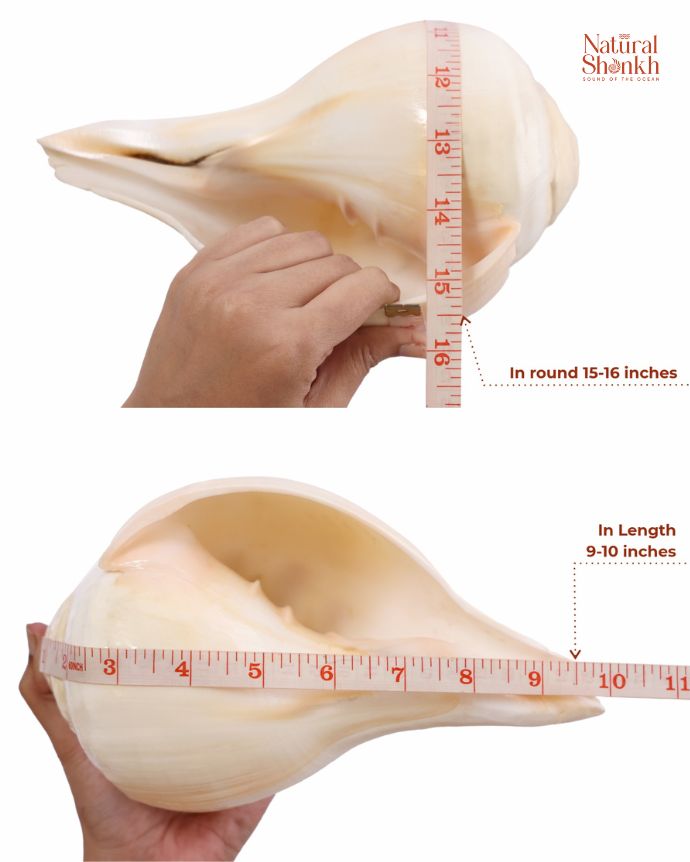 Padam 15-16 inch in hand