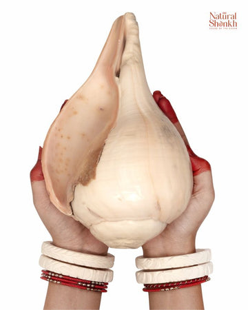 Padam Shankh in Rare Size