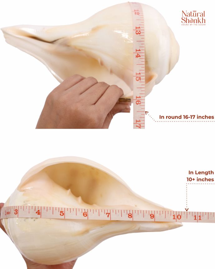 Padam Shankh in Rare Size