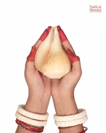 Padam shnakh 8-9 inch
