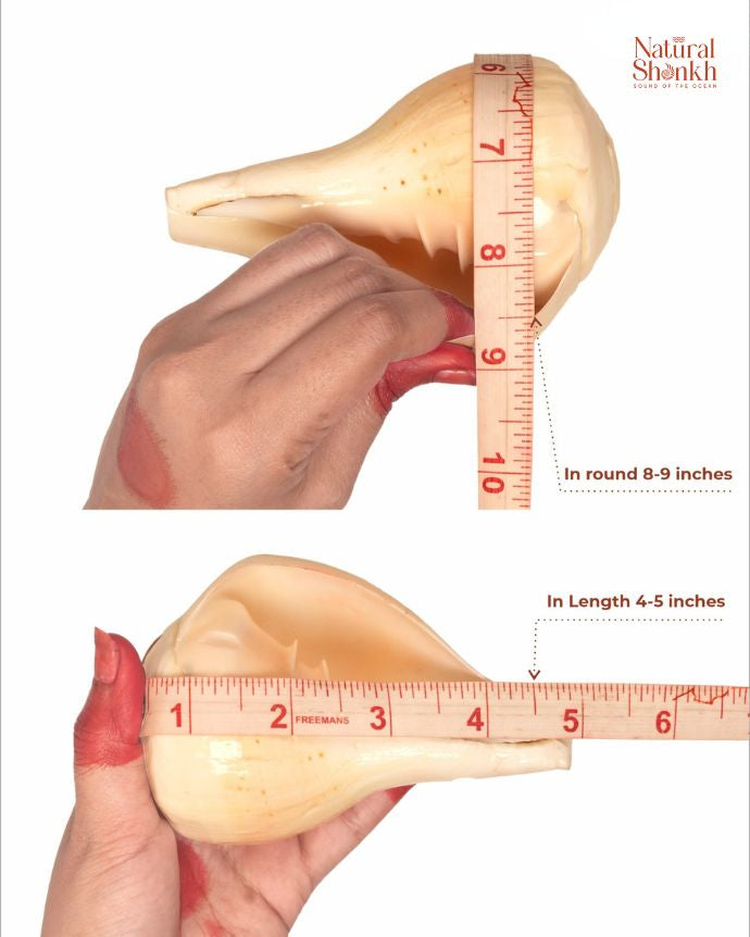 Padam shnakh 8-9 inch