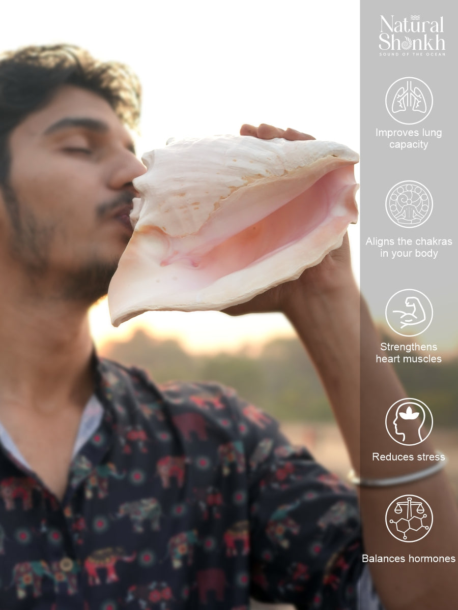 Annapurna Pink Conch (Large)