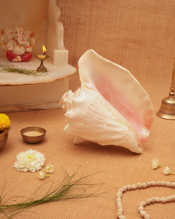 Annapurna Pink Conch (Large)