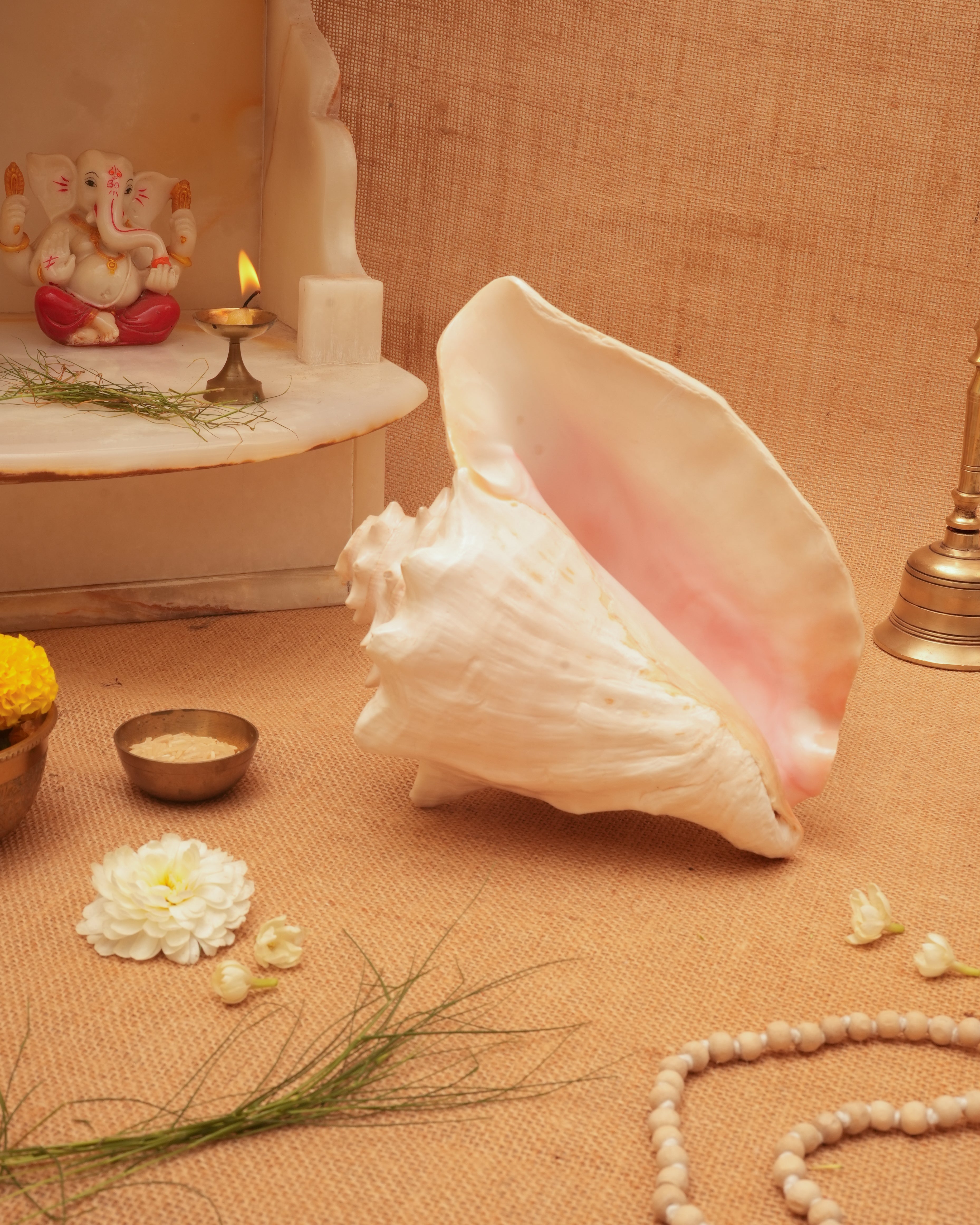 Annapurna Pink Conch (Large)