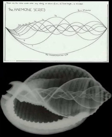 Harmonic series diagram above a shell with wave-like patterns