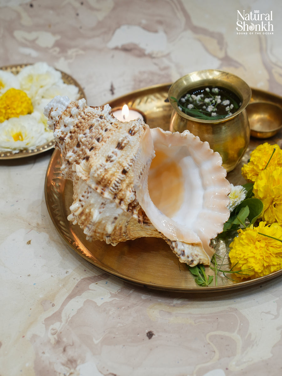 Sughosha Shankh (Medium)