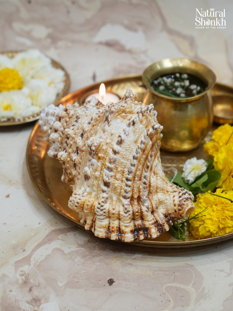 Sughosha Shankh (Medium)