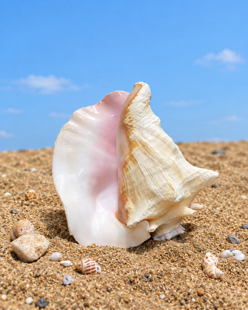 Annapurna Pink Conch - Small Size (Loud and Sharp Sound)
