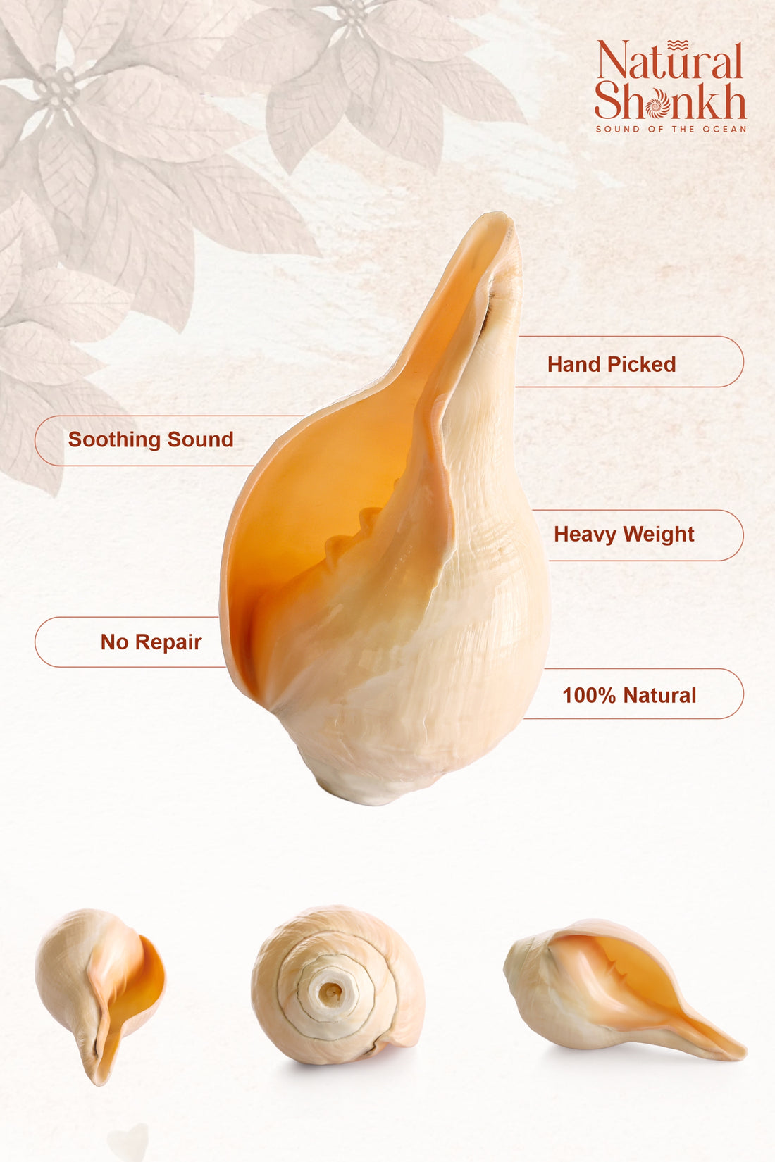 Vishnu Shankh (Natural Peach)
