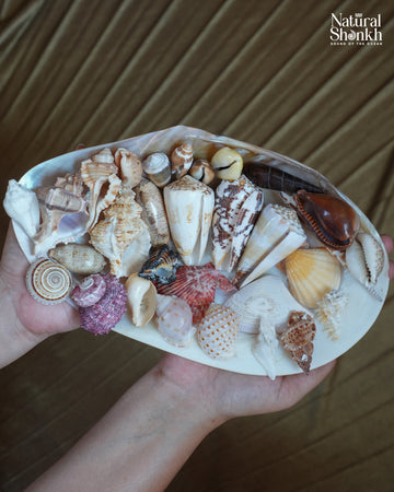 Vastu Dosha Box